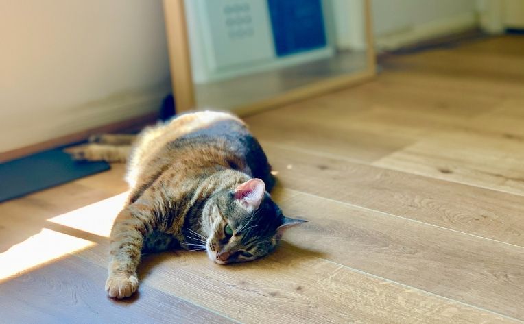 Cat Scratching Hardwood Floor